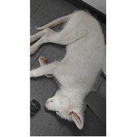 猫大大