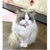 小抖